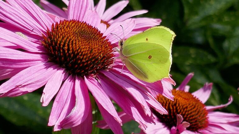 Naše bylinky v tradiční čínské medicíně: Třapatka nachová