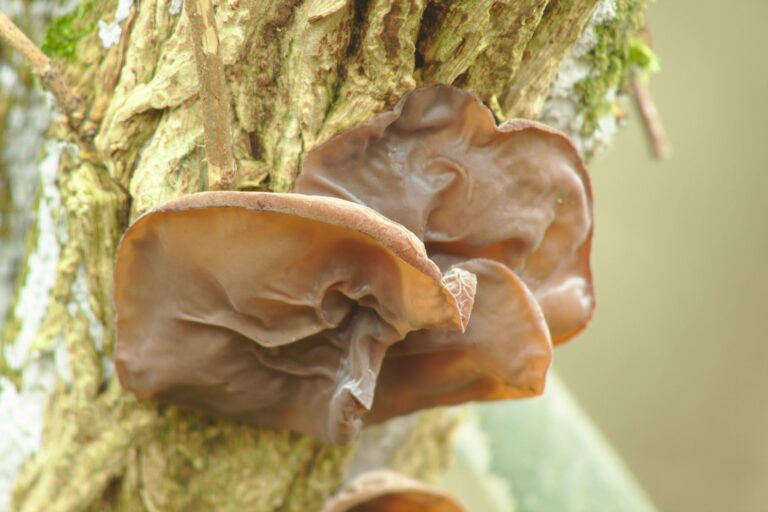 Jidášovo ucho: posiluje psychiku i imunitu