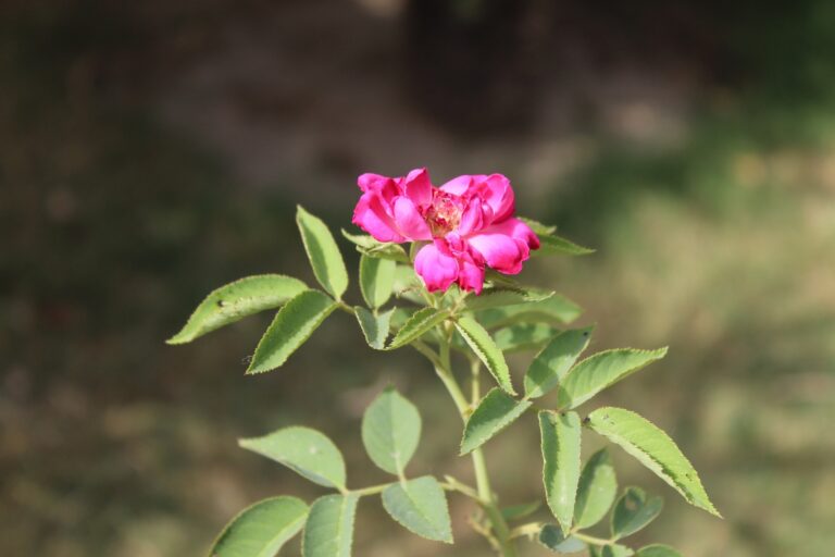 Růže damašská: posiluje nervy i plíce