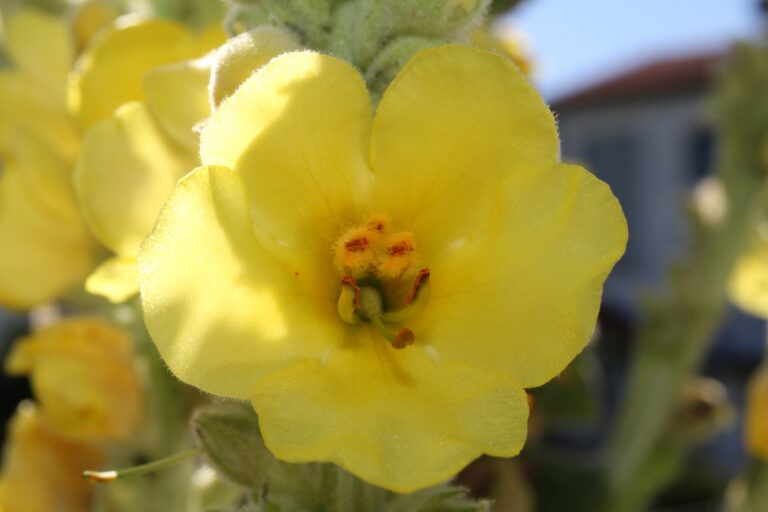 Divizna velkokvětá: pomáhá při kašli