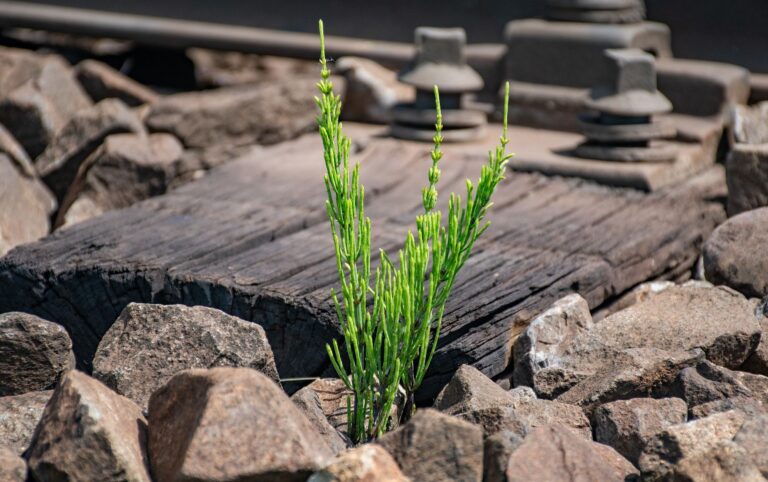Přeslička rolní: má hojivé účinky a působí na cévy Přeslička rolní: má hojivé účinky a působí na cévy