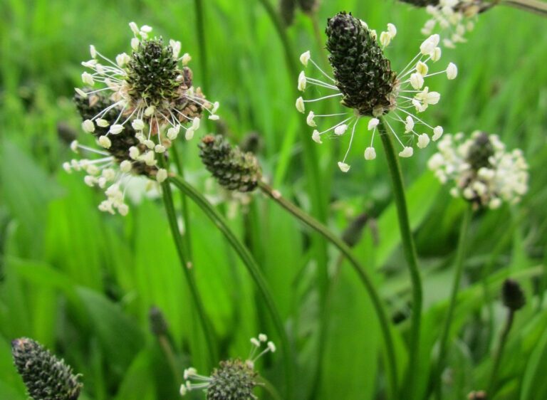 Jitrocel: pomáhá při kašli a nachlazení Jitrocel: pomáhá při kašli a nachlazení