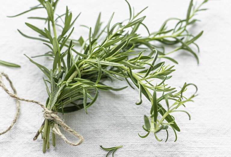 Rozmarýn lékařský: pro lepší soustředění i při nespavosti