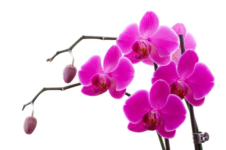 Hnojeni Orchideji (hnojení orchidejí, koncentraci solí, může projevit, může vést) Hnojeni Orchideji