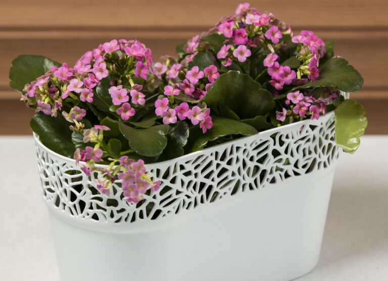 Kalanchoe: některé druhy kolopejky se pěstují i venku